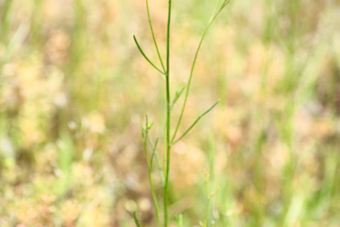 Fiore 1 da ID - cfr. Linaria pelisseriana